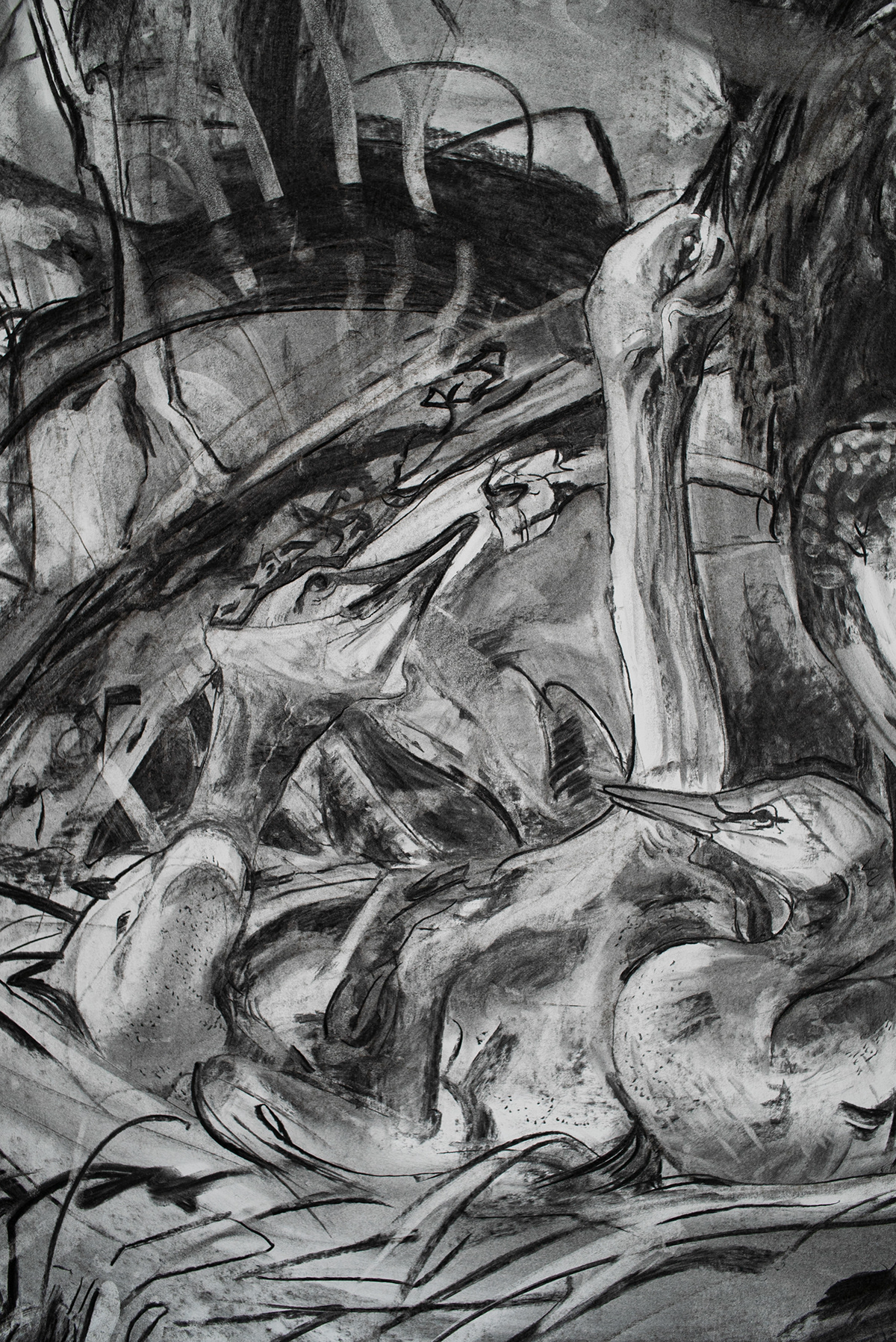 A detail of large-scale charcoal drawing by Rachel Gray featuring Anhinga chicks in their nest in the Everglades.