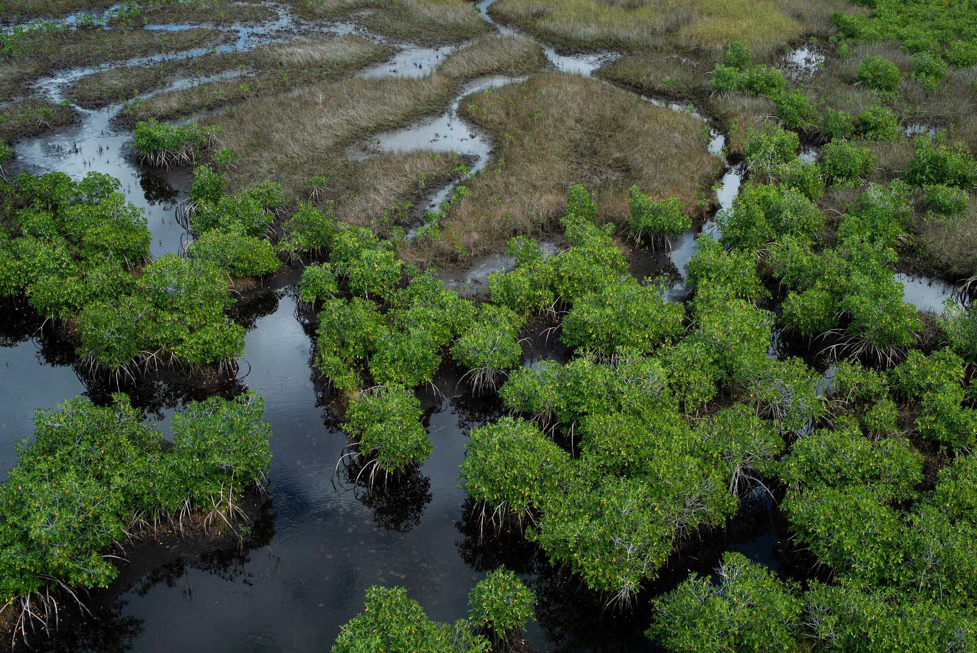 Aerial photo of mangroves in the Everglades, Florida.