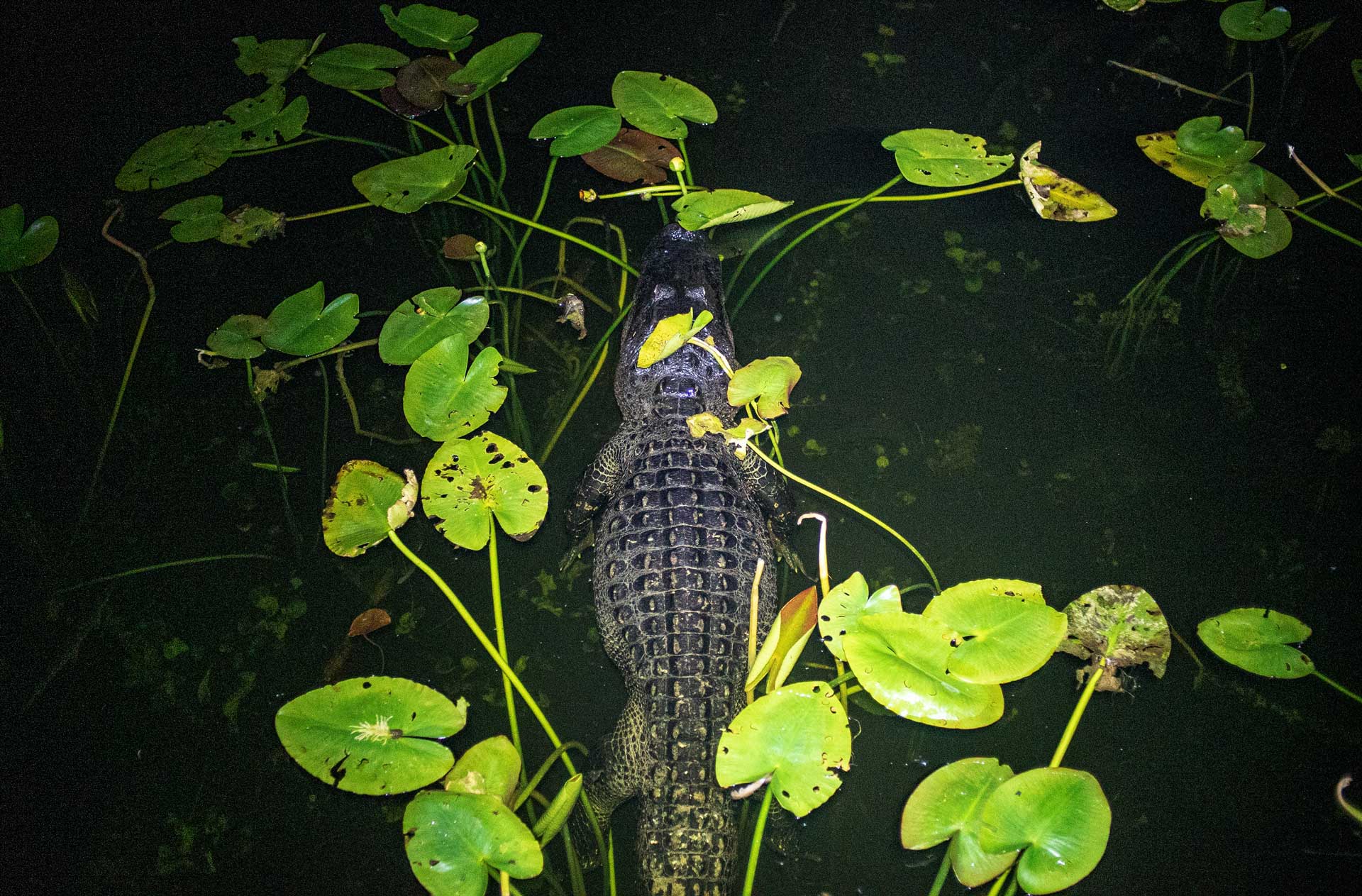 An alligator floating in water illuminated at night with a flashlight.