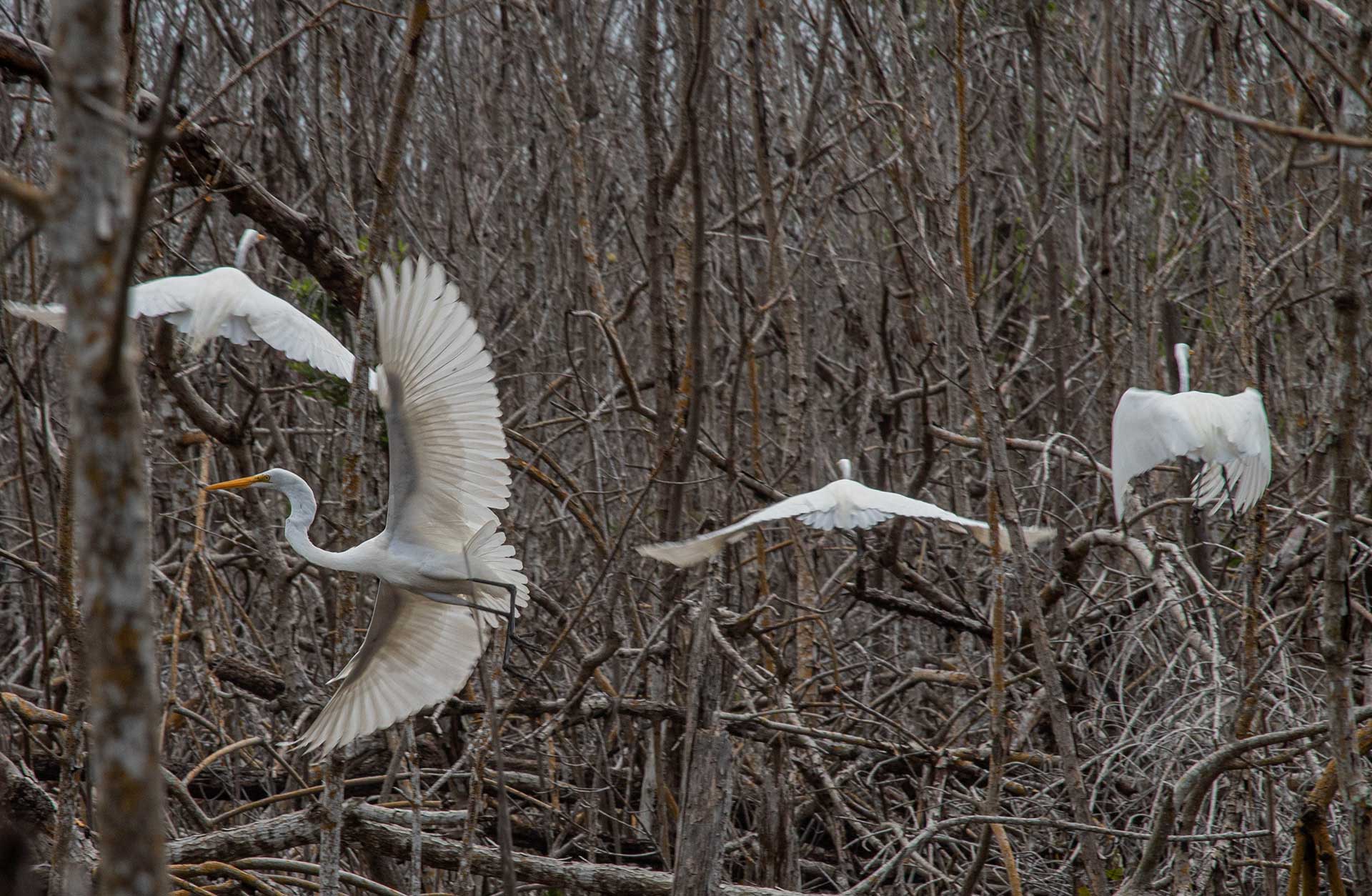 Four Great egrets with their wings spread, flying amongst dense tree branches