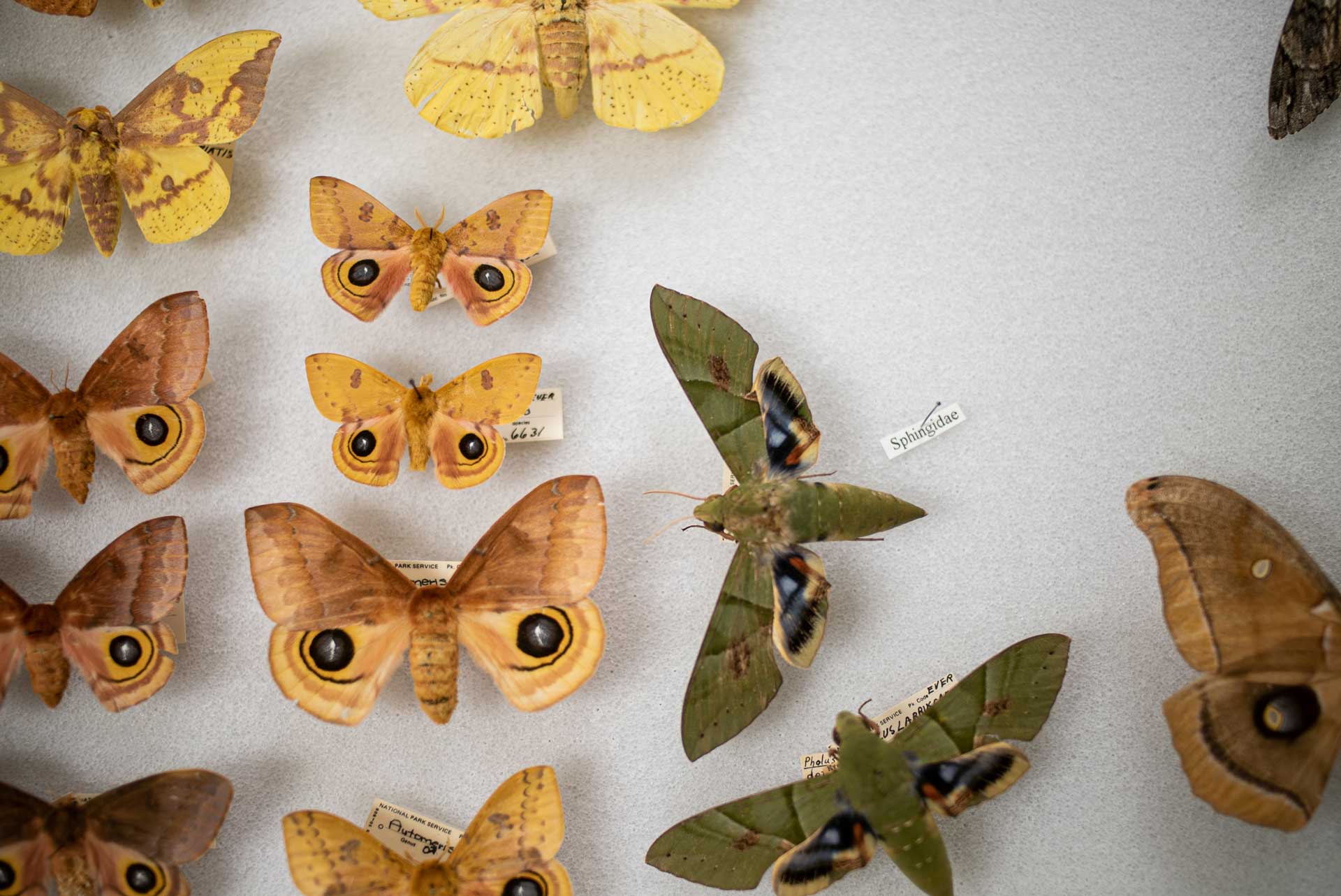 A collection of preserved moths in the Everglades archives. There are green moths, and yellow moths.