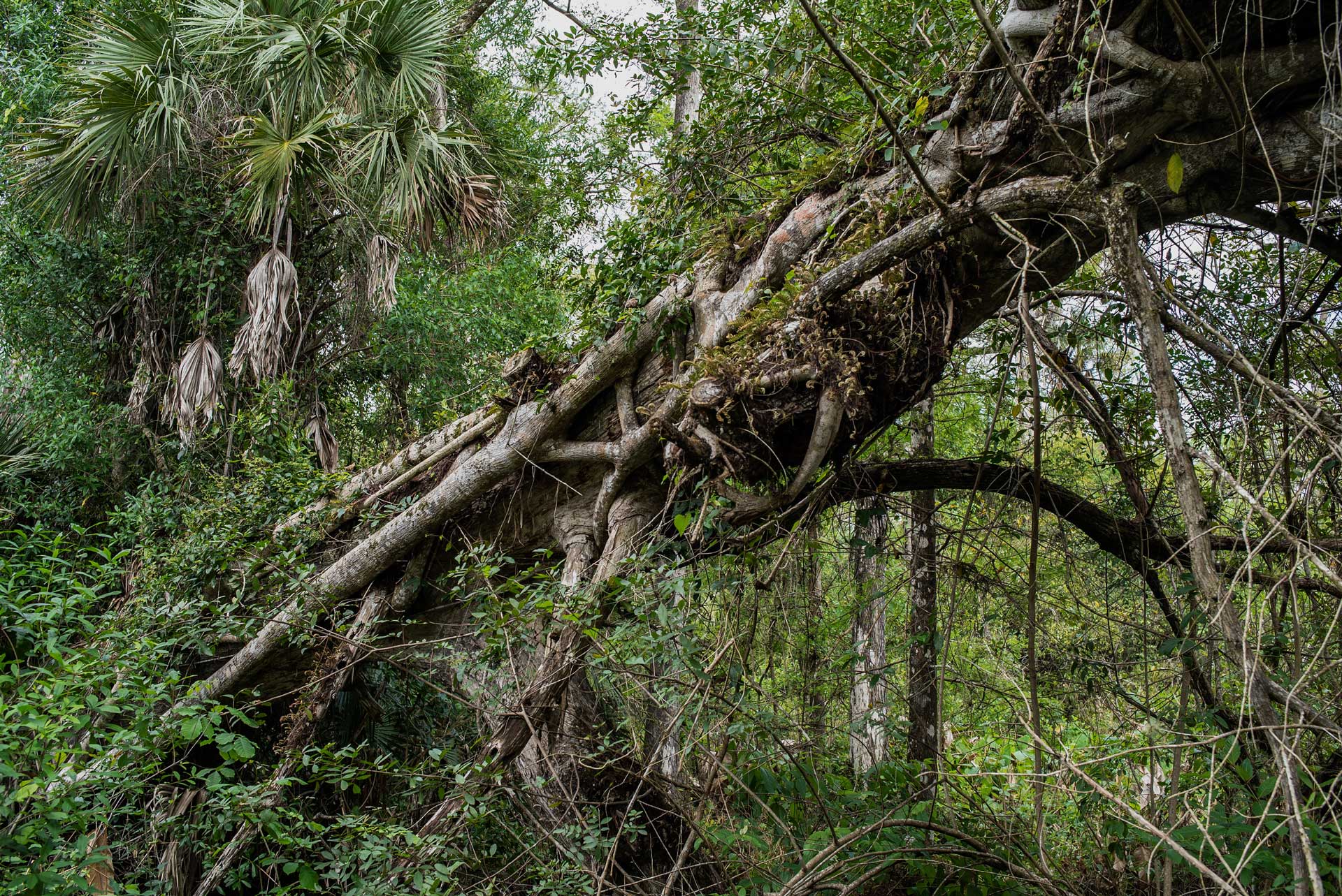A strangler fig tree in the forest of the Everglades.