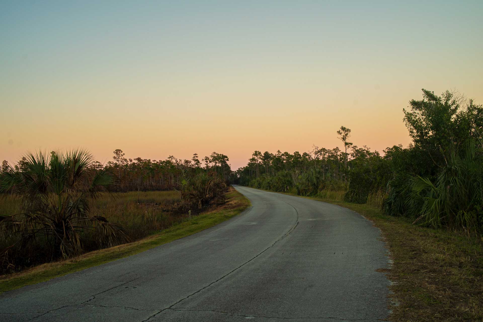 A bend in the road at sunset in the Everglades National Park.