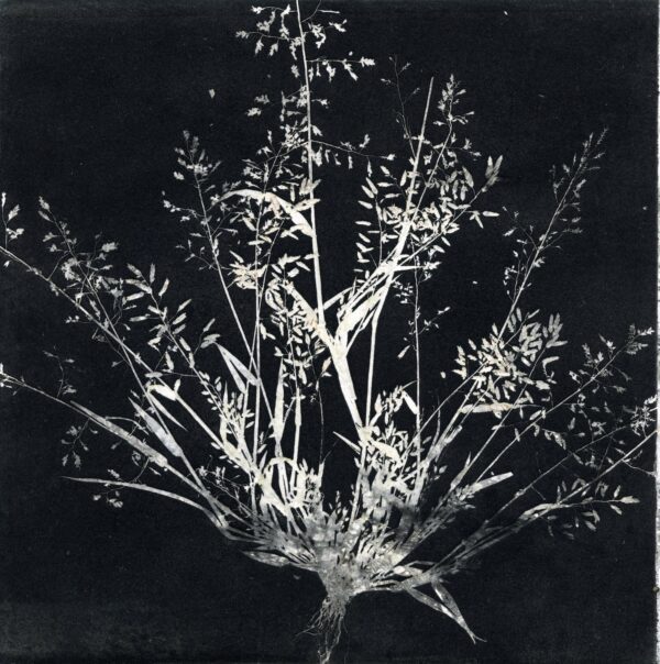 stem root flower - Rachel Gray - Visual Artist