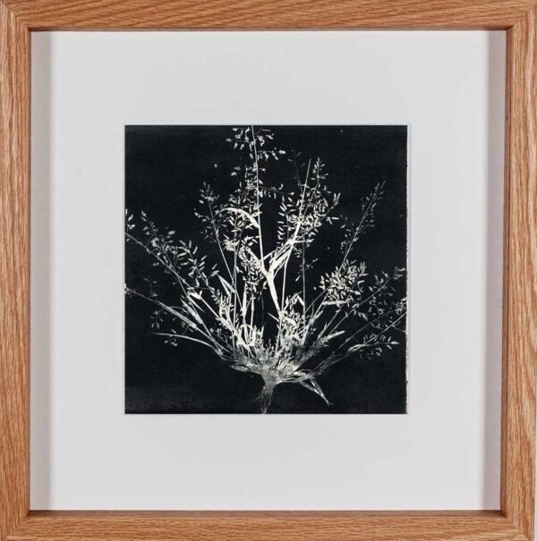 stem root flower redoak8x8white mat e1683157903255 - Rachel Gray - Visual Artist