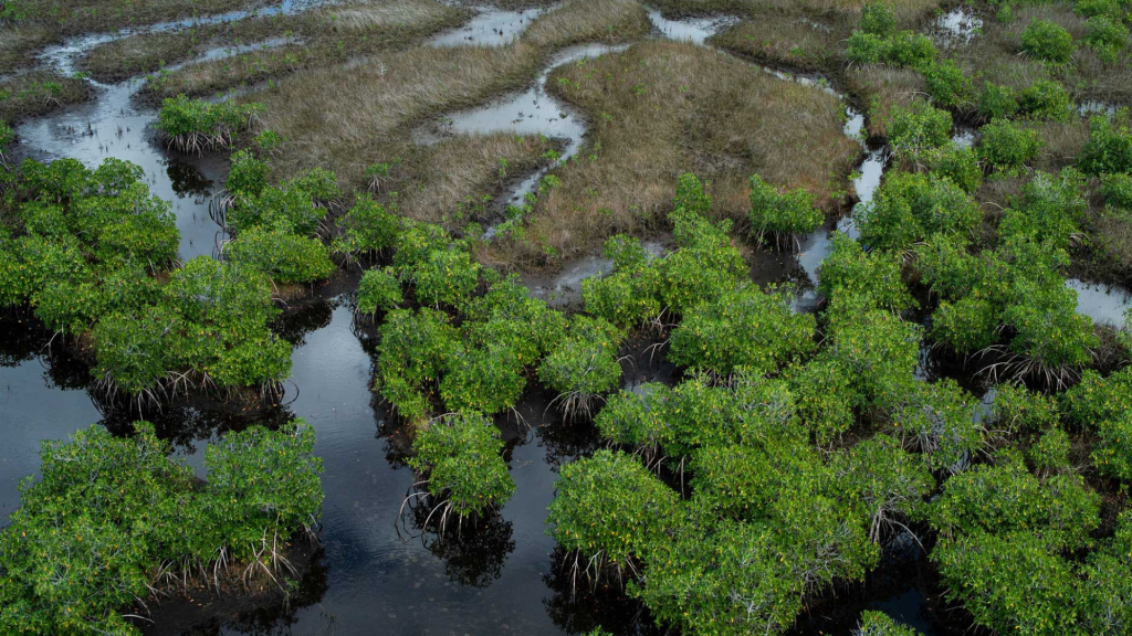 Florida Everglades Cover - Rachel Gray - Visual Artist