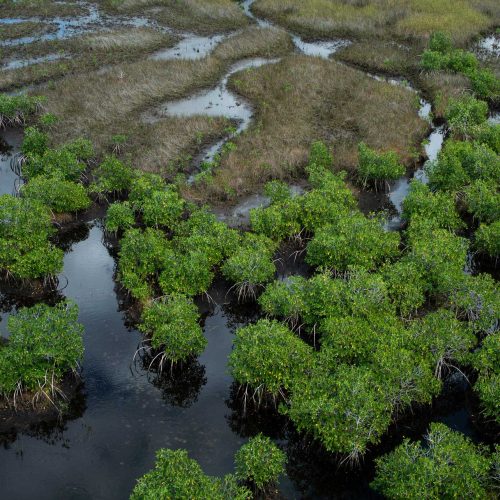 Aerial photo of mangroves in the Everglades, Florida.
